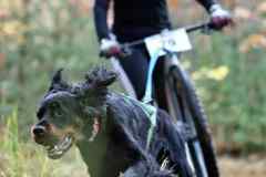 ITF-Leipa-Sprint-Scooter-26